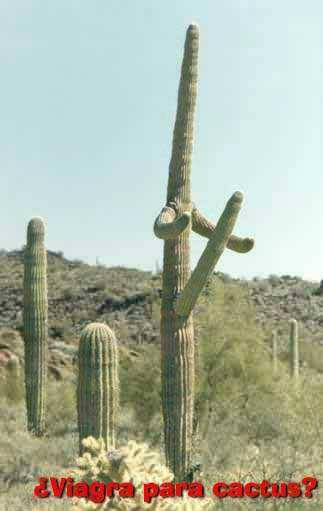 cactus sex.jpeg