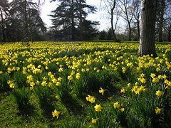 Daffodils at Kew