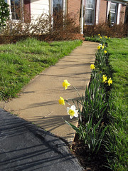 path of daffodils