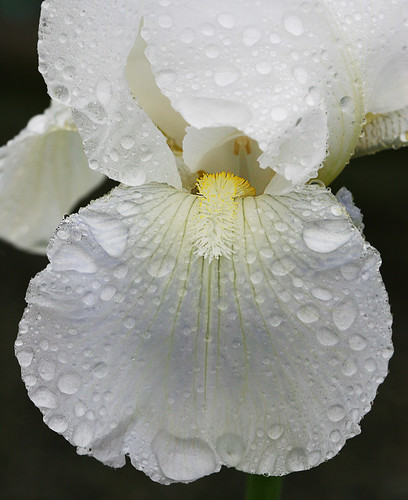 White Iris by janruss.