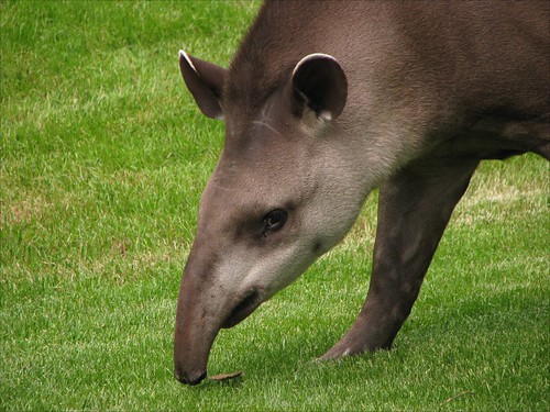 Tapir / Tapiridae