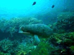 ODOBENOCETOPS More at http://dinorider.blogspot.com Label Sea Monsters