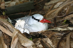 Little Tobago - red-billed tropicbird