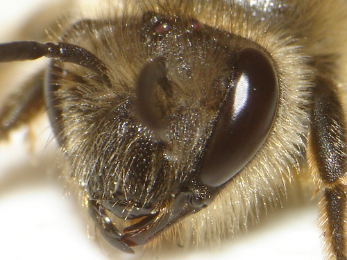 CyberShot Bee..... by ViaMoi, on Flickr