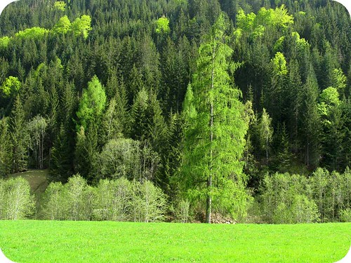 alpine-forest-in-spring