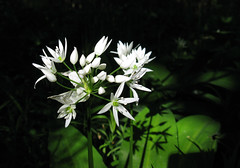 Rams-løg (Allium ursinum)