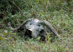 Buffalo Skull, South Luangwa, Zambia
