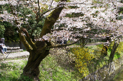 sakura@kyoto spring, 2010