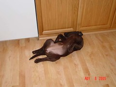 Chocolate Lab Belly