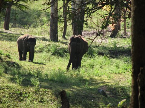kyatha and kavita, elephants at K Gudi JLR