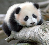 Panda Baby