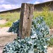 Seasalter Kale
