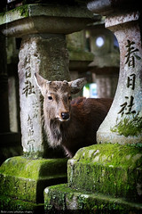 Kasuga Shrine, Nara (#30)