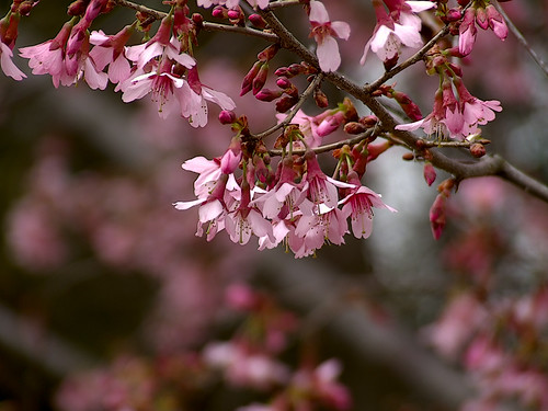 Missouri Botanical (Shaw's) Garden, in Saint Louis, Missouri, USA - pink flowers 4