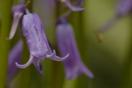 hyacinthoides3