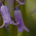 Hyacinthoides non-scripta | Wilde hyacint - Bluebell