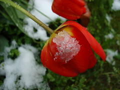 Tulipes enneigées (2)