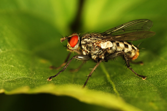 Flesh Fly (Sarcophaga sp.)