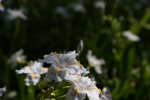 Iris shaga