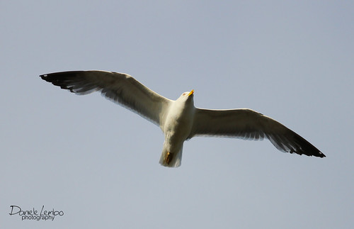 Gabbiano - Seagull