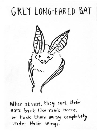 grey long eared bat