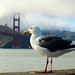 Golden Gate Gull