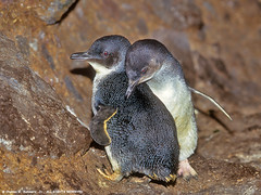09460-00108 Little Blue Penguins interact in open cave near ocean where they nest (Eudyptula minor) by WildImages