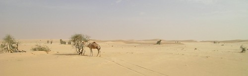 chameau sur la route
