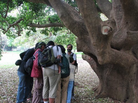 everyone is huddling to see what Karthik is showing under the Ilea paraguensis tree 220308