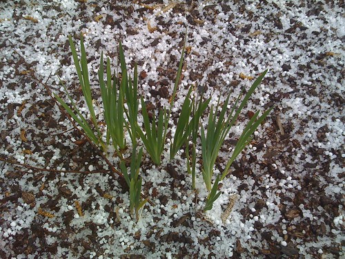 Growing flowers with hail