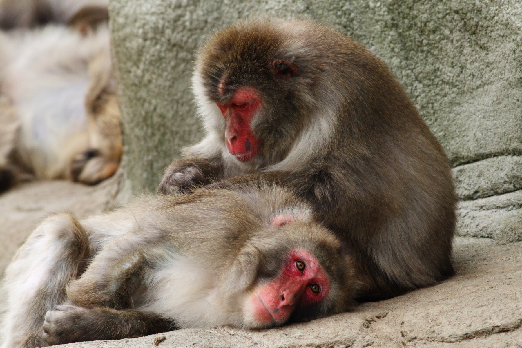 フリー画像 動物写真 哺乳類 猿 サル ニホンザル 毛づくろい フリー素材 画像素材なら 無料 フリー写真素材のフリーフォト