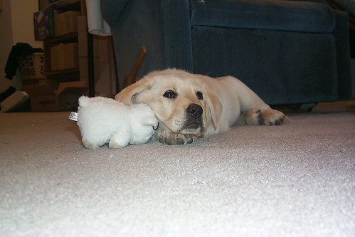 012702_05_new_puppy_with_stuffed_toy