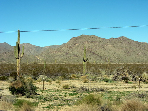 Roadside Saguaros