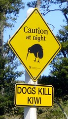 Dogs Kill Kiwi