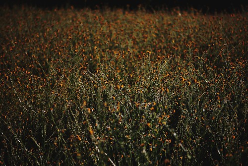 Field of Weeds