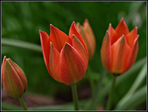 Tiny Tulips