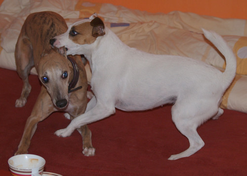 Whippet Coco & Parson-Russell-Terrier Fee