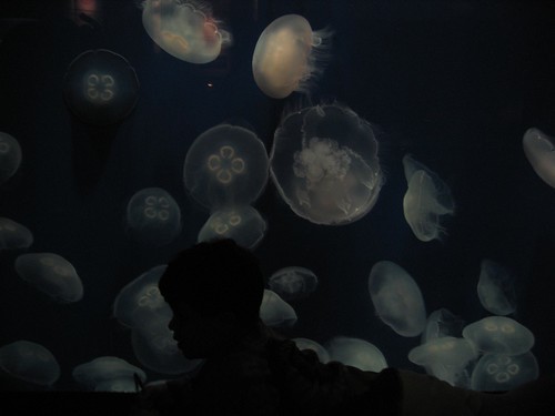 Leelo and the Moon Jellies