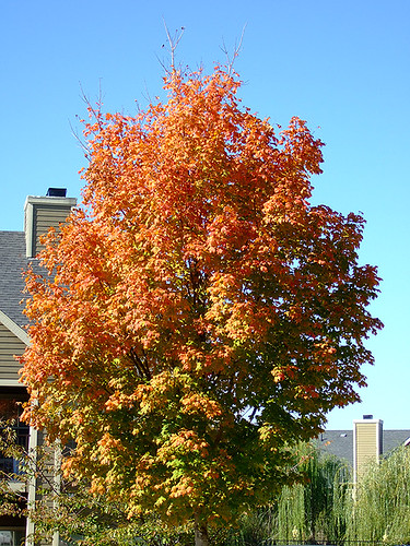 Fall Colour