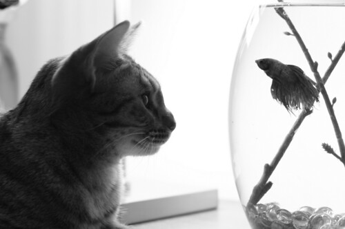 Willow- Ocicat  and  Atticus- crowntail betta fish by amberlschmidt.