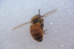 Dead bee on the snow