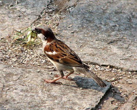 house sparrow with grasshopper kabini jlr 220208