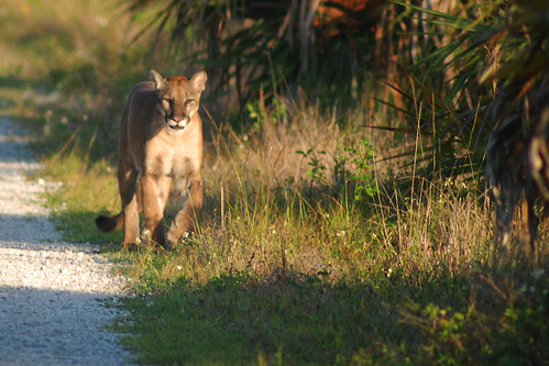 florida panther cub. Florida Panther