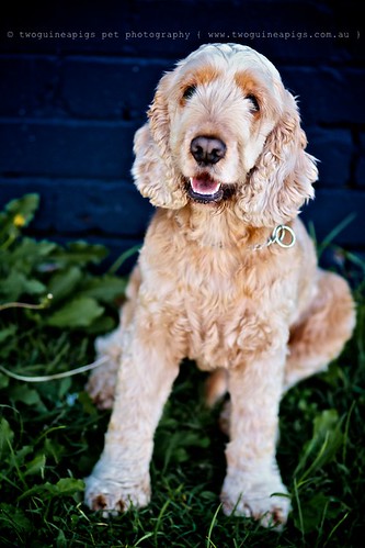 Cocker Spaniel Buddy by twoguineapigs pet photography, dog portrait