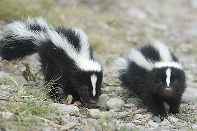 Two curious baby skunks