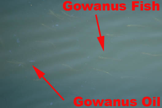 Gowanus Fish-Oil