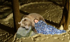Hibernating bear and human