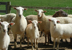 Katahdin sheep