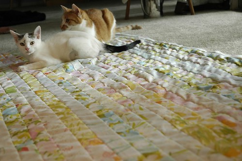 Strip Quilt (plus cats)