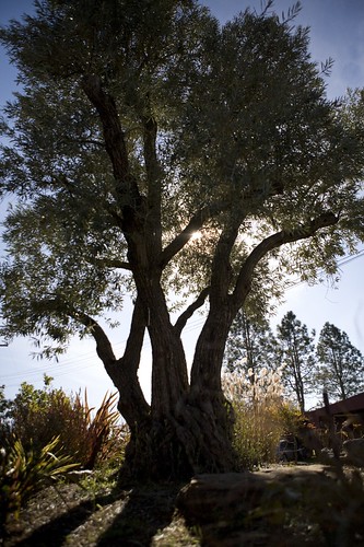 110 year old olive tree